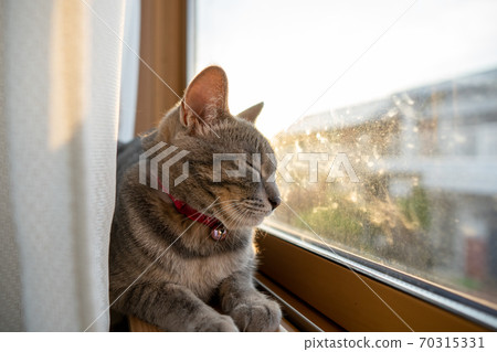 貓貓科動物貓野雞白色灰色小貓母狗女女性小貓小貓小貓快樂可愛癒合 貓貓科動物貓野雞白色灰色小貓母狗女女性小貓小貓小貓快樂可愛癒合 70315331