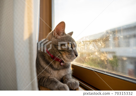 貓貓科動物貓野雞白色灰色小貓母狗女女性小貓小貓小貓快樂可愛癒合 貓貓科動物貓野雞白色灰色小貓母狗女女性小貓小貓小貓快樂可愛癒合 70315332