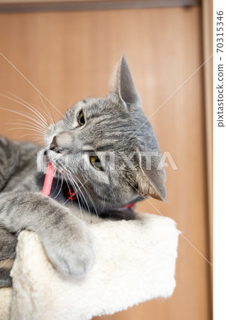 Cat feline cat pheasant white gray kitten bitch female female kitten kitten kitten cheerful cute healing 70315346