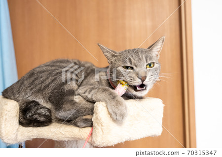 貓貓科動物貓野雞白色灰色小貓母狗女女性小貓小貓小貓快樂可愛癒合 貓貓科動物貓野雞白色灰色小貓母狗女女性小貓小貓小貓快樂可愛癒合 70315347