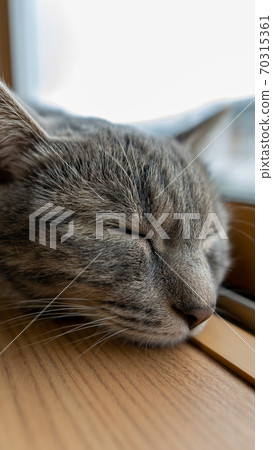 Cat feline cat pheasant white gray kitten bitch female female kitten kitten kitten cheerful cute healing 70315361