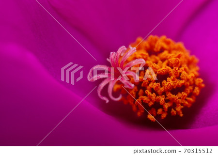 粉紅色的花特寫 粉紅色的花特寫 70315512
