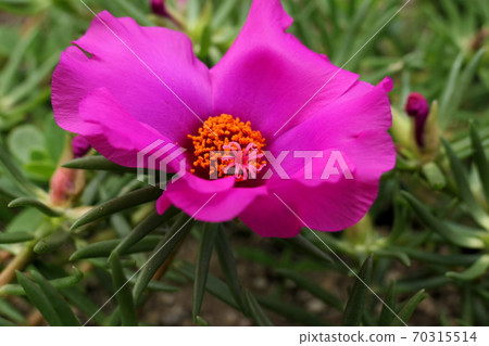 在路旁的桃紅色花 在路旁的桃紅色花 70315514