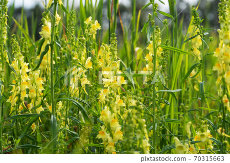 Yellow Snapdragon flower grows on the field. 70315663