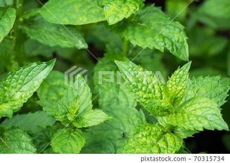Green bushes of fragrant mint grow in a garden bed. Green bushes of fragrant mint grow in a garden bed. 70315734