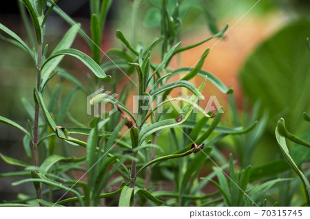 Fresh green rosemary herbs growing in garden 70315745