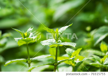 Green bushes of fragrant mint grow in a garden bed. Green bushes of fragrant mint grow in a garden bed. 70315755
