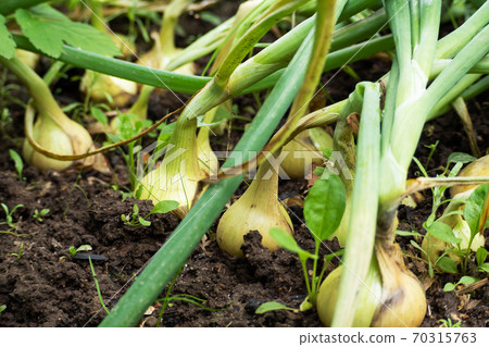 Onions grow in a garden bed. Onions in the ground. Onions grow in a garden bed. Onions in the ground. 70315763