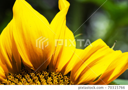 Yellow sunflower flower grows in the garden. Selective focus Yellow sunflower flower grows in the garden. Selective focus 70315766
