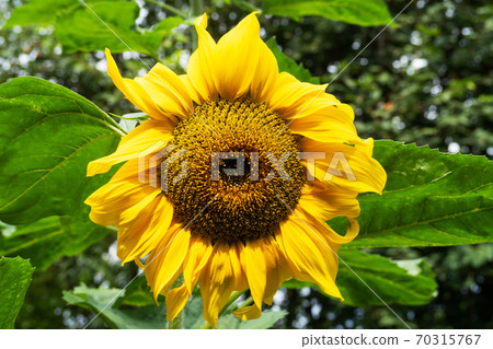 Yellow sunflower flower grows in the garden. Yellow sunflower flower grows in the garden. 70315767