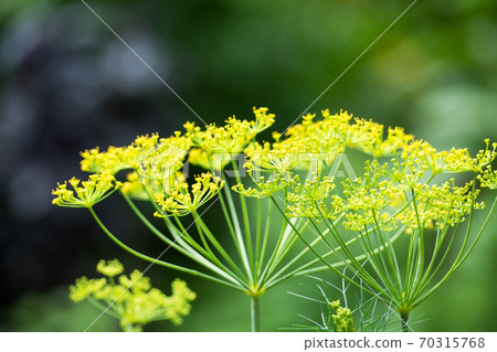 Dill yellow inflorescences with seeds. Selective focus. Dill yellow inflorescences with seeds. Selective focus. 70315768