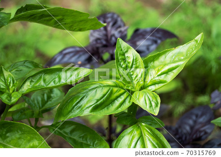 Green Basil leaves. The fragrant seasoning grows in a garden bed. Green Basil leaves. The fragrant seasoning grows in a garden bed. 70315769