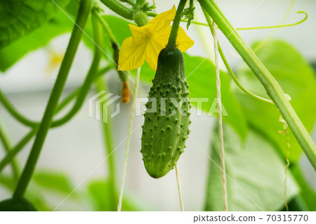 Bush cucumber plant growing in the home greenhouse Bush cucumber plant growing in the home greenhouse 70315770