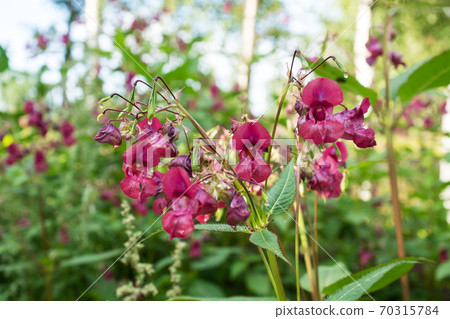 Crimson flowers of wild growing balsam in the forest. Selective focus. 70315784