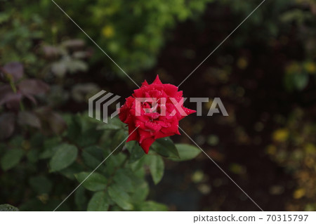 Arao City Ominous Citizen Flower Bed Rose Flower, Arao City Ominous Citizen Flower Bed Rose Flower, 70315797