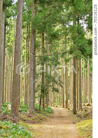 Kyoto Kitayama Sugi Sugibayashi 70316128