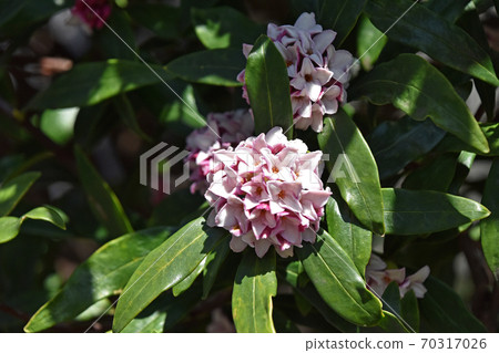 Jingzhou (sinking flower) 70317026