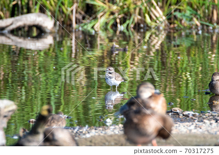 Killdeer standing in shallow water Vancouver British Columbia Canada 70317275