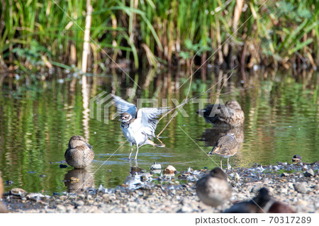 Killdeer spreading its wings Vancouver British Columbia Canada 70317289