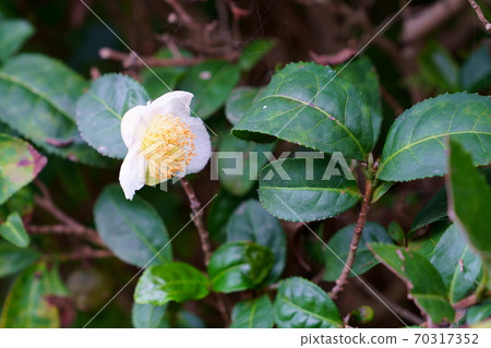 White flowers of tea tree 70317352
