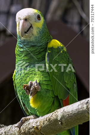 Yellow-headed amazon parrot (Amazona oratrix) 70317444