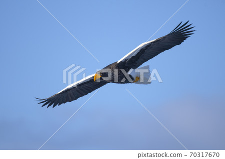 Steller's sea eagle in the blue sky 70317670