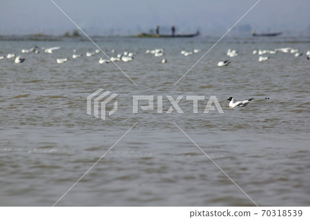 Brown-headed Gull in Inle Lake, Myanmar Brown-headed Gull in Inle Lake, Myanmar 70318539