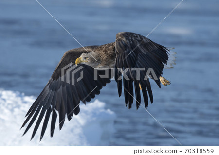 White-tailed eagle flying in the sea with ice White-tailed eagle flying in the sea with ice 70318559