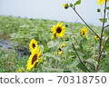 Multiple sunflowers 70318750