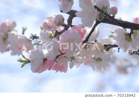 愛媛縣久磨市高原町中津桃花 70318942