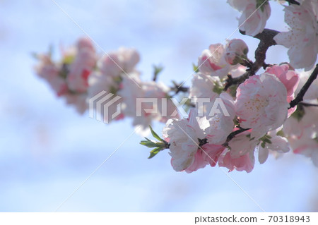 愛媛縣久磨市高原町中津桃花 70318943