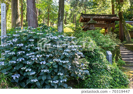 Kita-Kamakura / Jochiji Temple Gate and Forehead Hydrangea Kita-Kamakura / Jochiji Temple Gate and Forehead Hydrangea 70319447