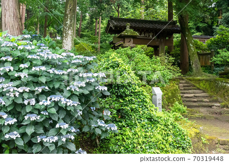 Kita-Kamakura / Jochiji Temple Gate and Forehead Hydrangea 70319448