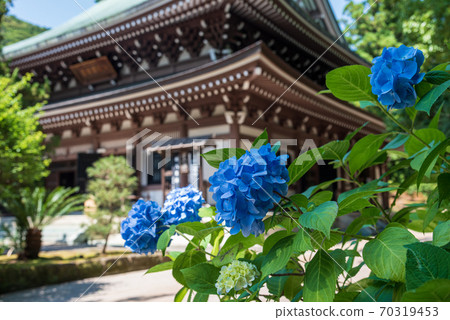 Buddhist temple and hydrangea at Engakuji Temple in Kita-Kamakura Buddhist temple and hydrangea at Engakuji Temple in Kita-Kamakura 70319453