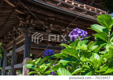 北鎌倉的千手寺的三門和繡球 北鎌倉的千手寺的三門和繡球 70319457