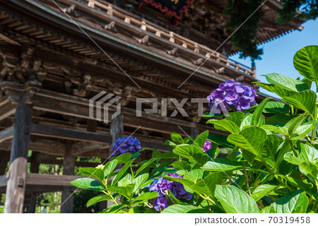北鎌倉的千手寺的三門和繡球 北鎌倉的千手寺的三門和繡球 70319458