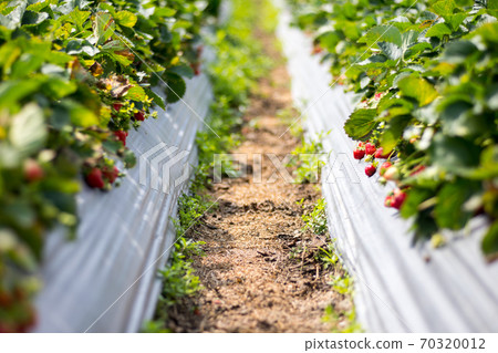 草莓 70320012