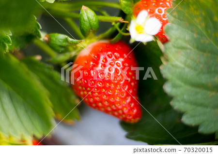 Strawberry  70320015