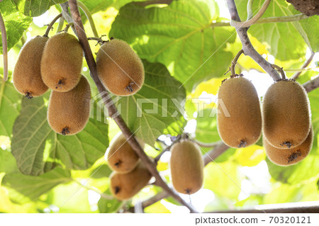 Kiwifruit that grows on the kiwifruit tree 70320121