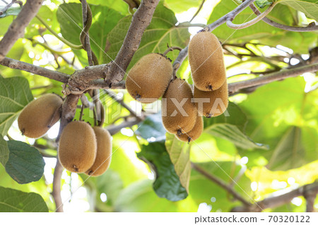 Kiwifruit that grows on the kiwifruit tree 70320122