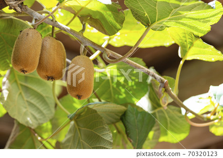 Kiwifruit that grows on the kiwifruit tree 70320123