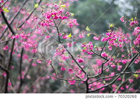 櫻花 70320268