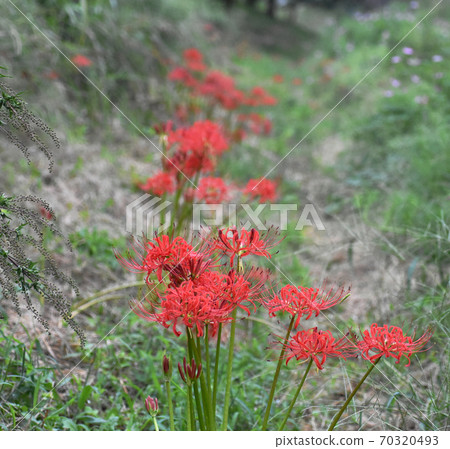 Cluster amaryllis blooming on the riverbed of the Kashima River (Sakura City, Chiba Prefecture) Cluster amaryllis blooming on the riverbed of the Kashima River (Sakura City, Chiba Prefecture) 70320493