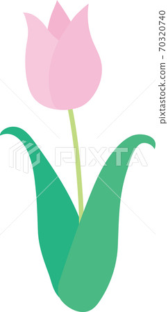 粉紅色的鬱金香 粉紅色的鬱金香 70320740