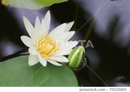 睡蓮池塘里漂浮的睡蓮一朵花 70320801