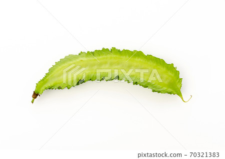 Shikakamame (Urips bean) Shikakamame (Urips bean) 70321383