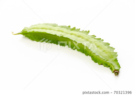 Shikakamame (Urips bean) Shikakamame (Urips bean) 70321396