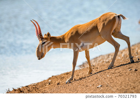 Saiga at a watering place drinks water during strong heat and drought. Saiga at a watering place drinks water during strong heat and drought. 70321793