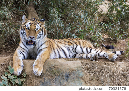 Tama Zoological Park Amur Tiger 70321876