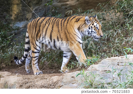 多摩動物公園阿穆爾虎 70321883